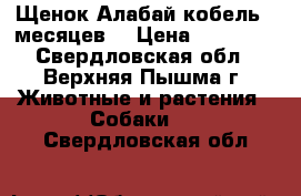 Щенок Алабай кобель 5 месяцев  › Цена ­ 10 000 - Свердловская обл., Верхняя Пышма г. Животные и растения » Собаки   . Свердловская обл.